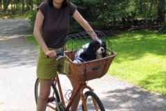 How Cavaliers take a bike ride...Ann and Abby in MA