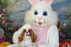 Daisy and the Bunny