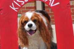 Kiss a Cavalier for Rescue! A sweet fundraiser held in Alabama