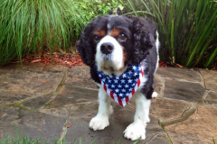 Meet CA patriot Mojo!