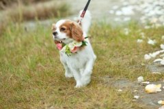 Sailor at his owner's wedding:)