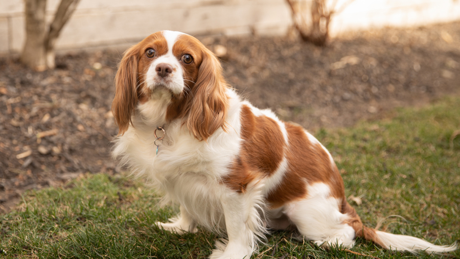 Molly in Clayton, MO