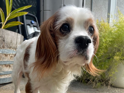 Welcome to Cavalier Rescue USA Welcome to Cavalier Rescue USA