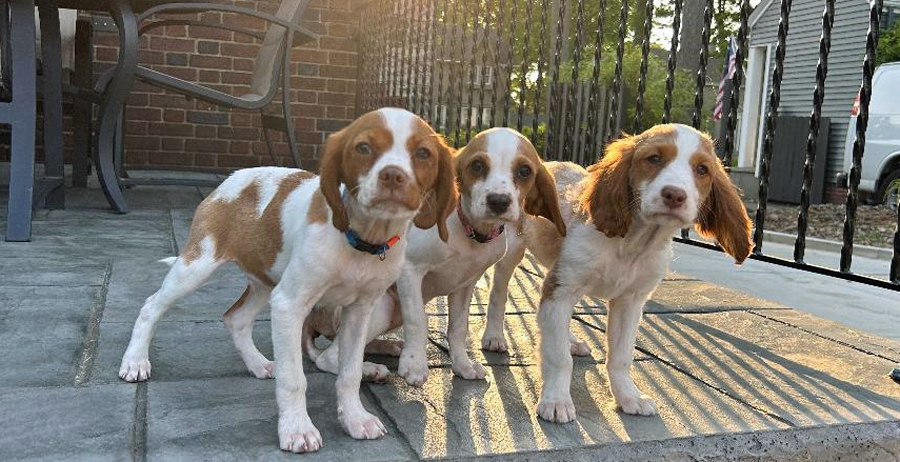 3 Pups in Warren, OH