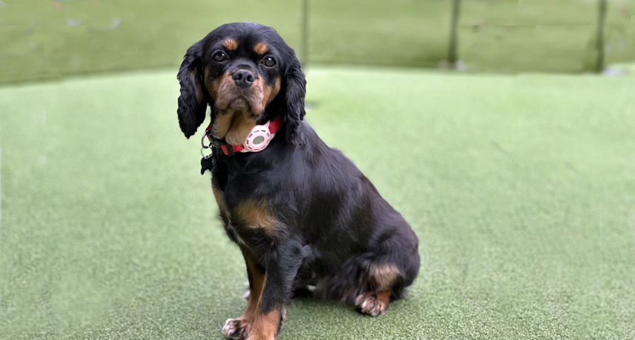 Daisy in Nashville, TN
