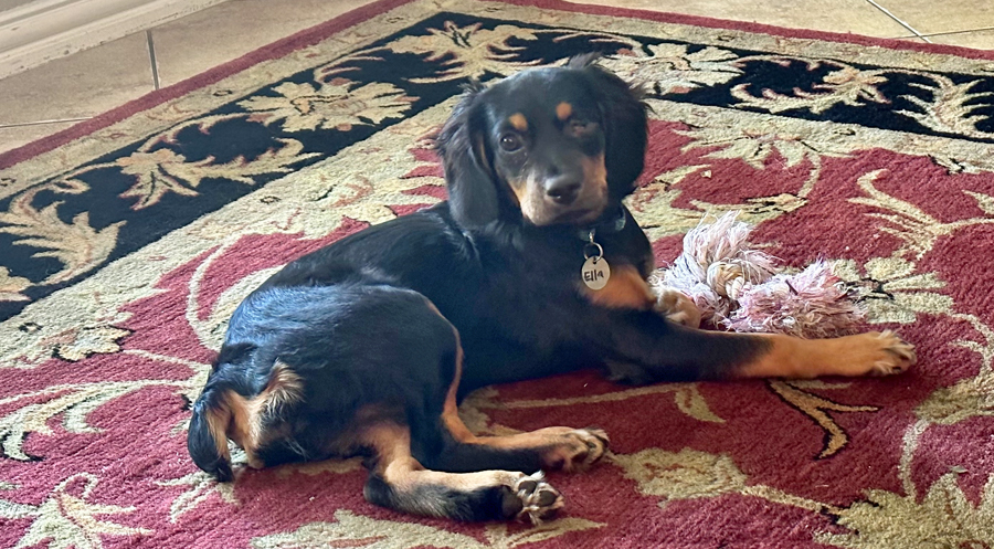 Ella in Flower Mound, TX
