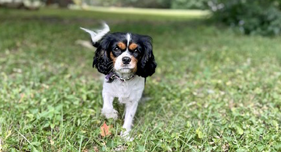 Ellie in Louisville, KY