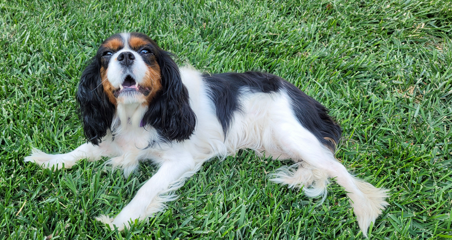 Peggy in San Jose, CA