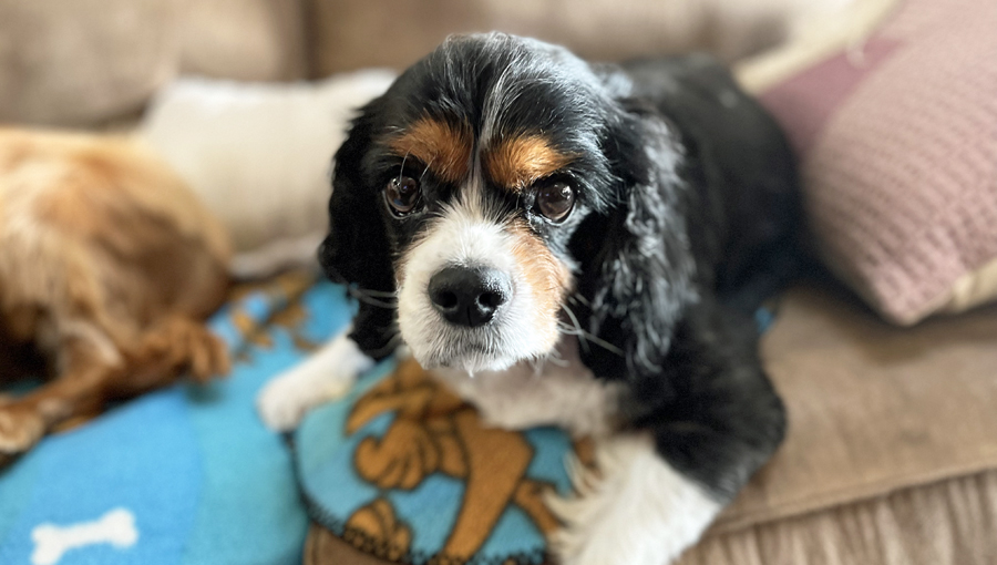 Rocco in Washougal, WA