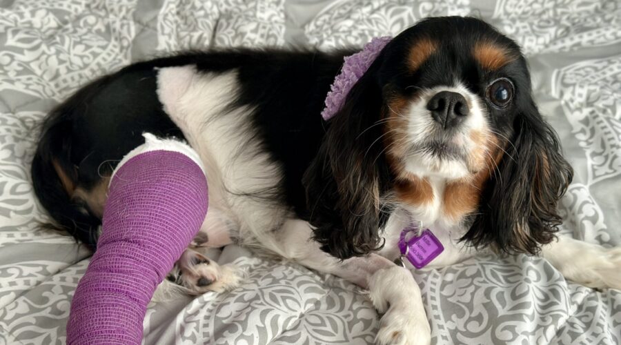 Millie needs our help