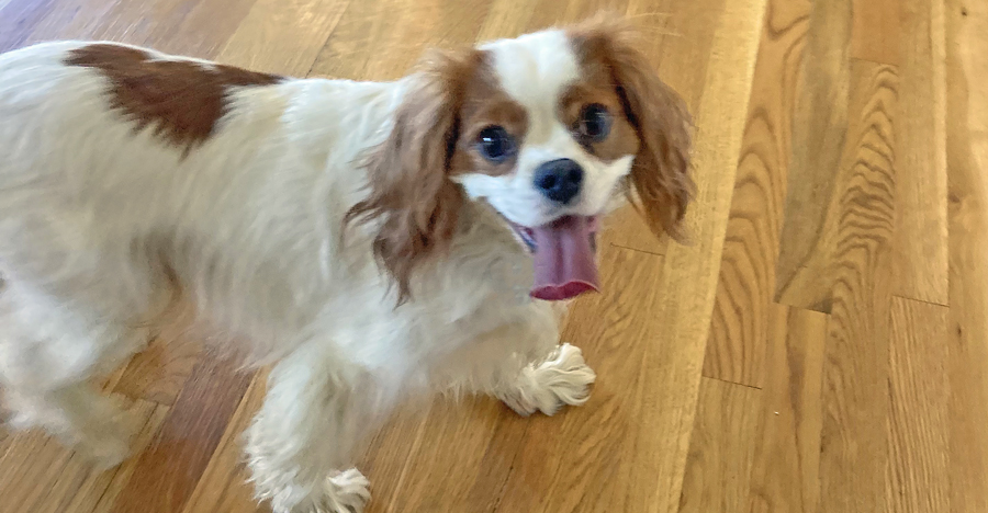 Arlo in Florence, KY