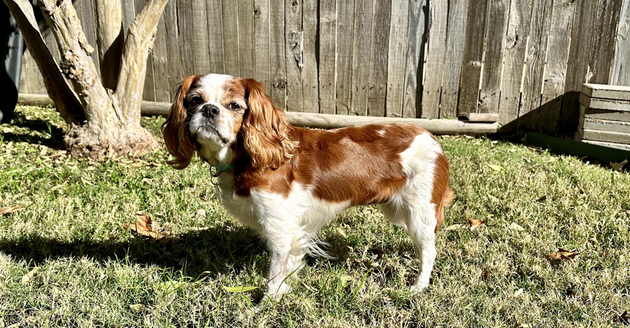 Ellie in Broken Arrow, OK