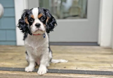 Welcome to Cavalier Rescue USA