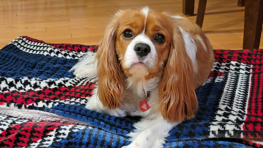 to Cavalier Rescue USA