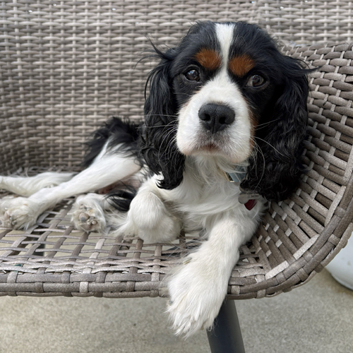 to Cavalier Rescue USA