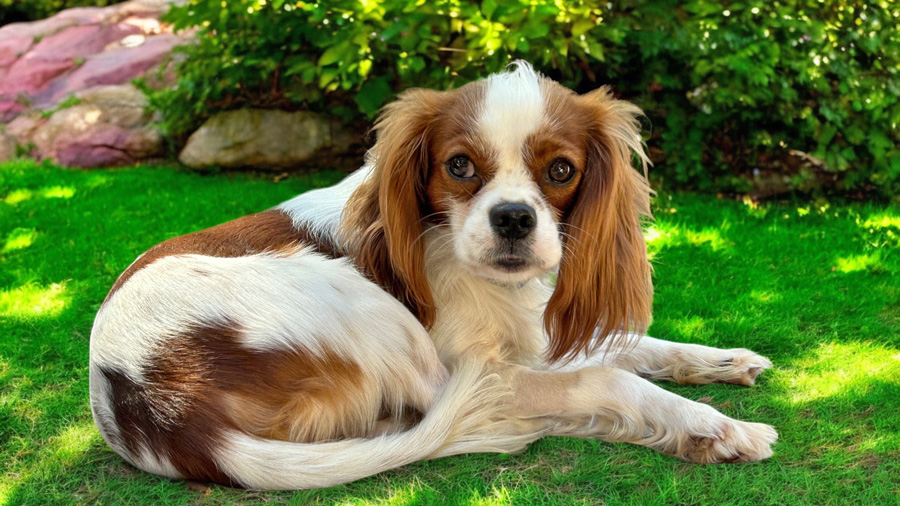 to Cavalier Rescue USA