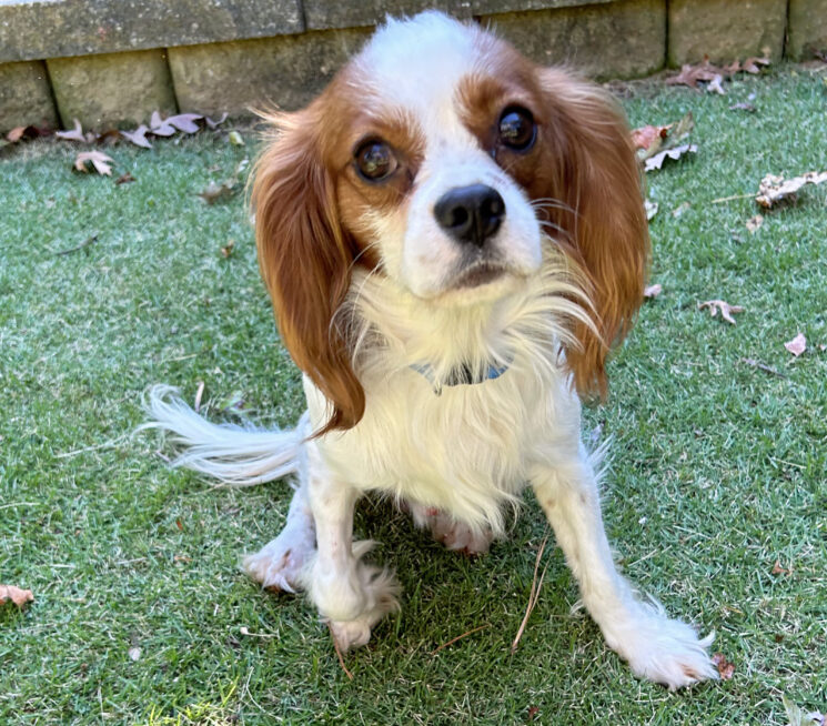 to Cavalier Rescue USA