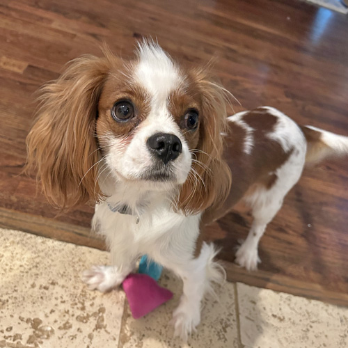 to Cavalier Rescue USA