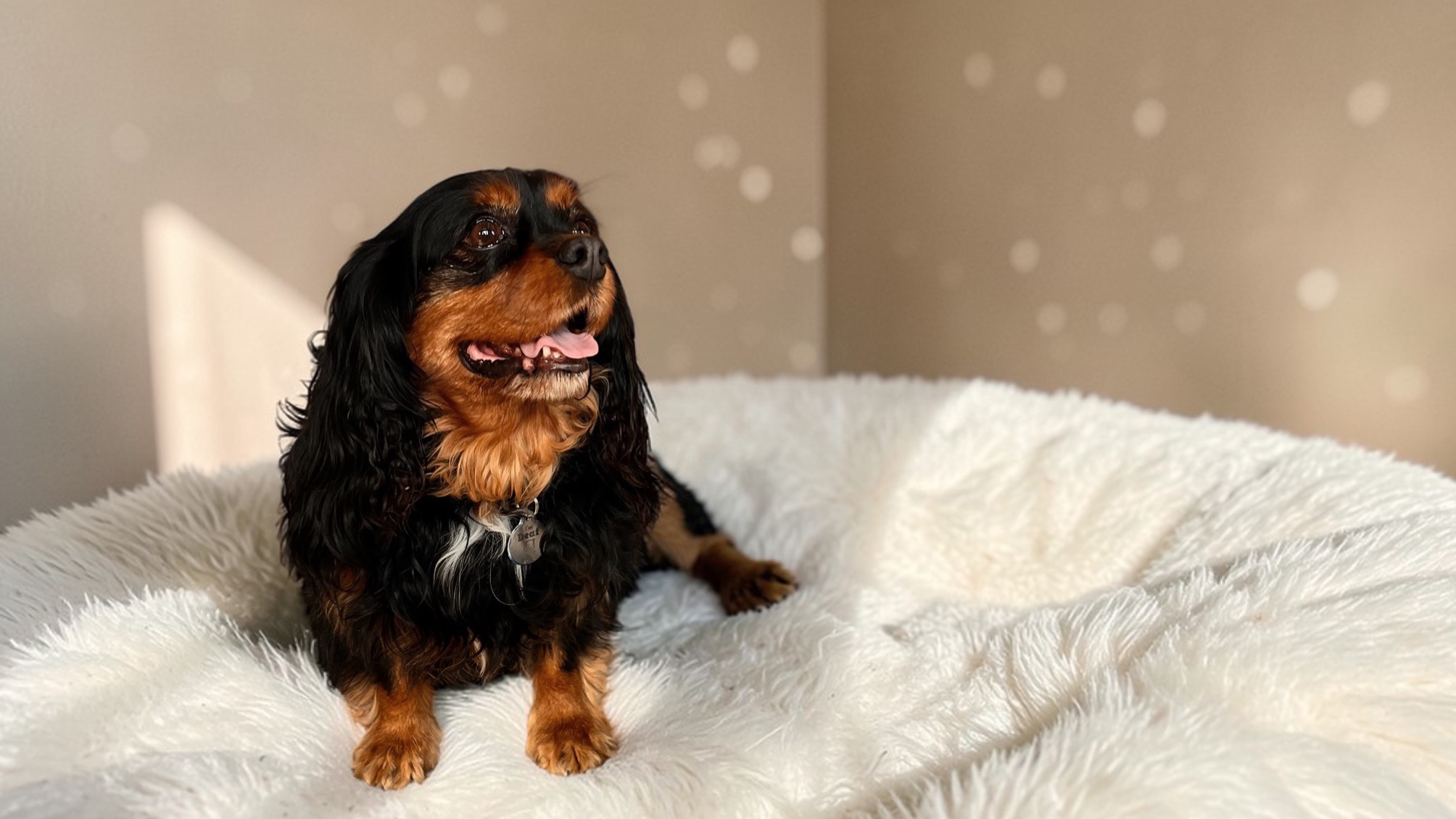 Loki in Village of Lakewood, IL