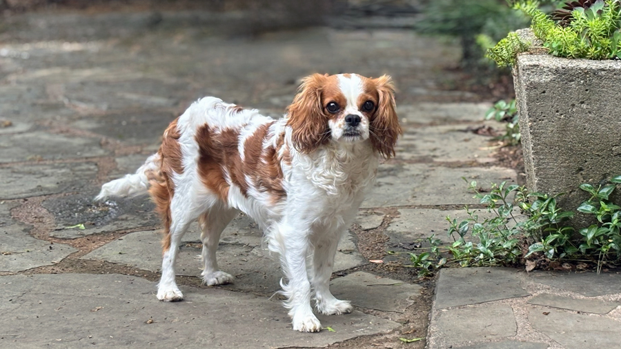 Mallory in New Hope, PA