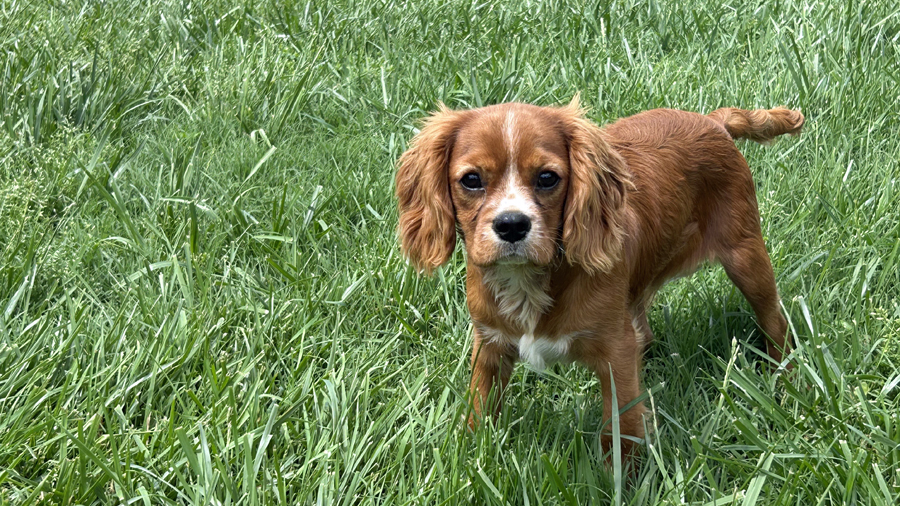Simon in Rogersville, MO