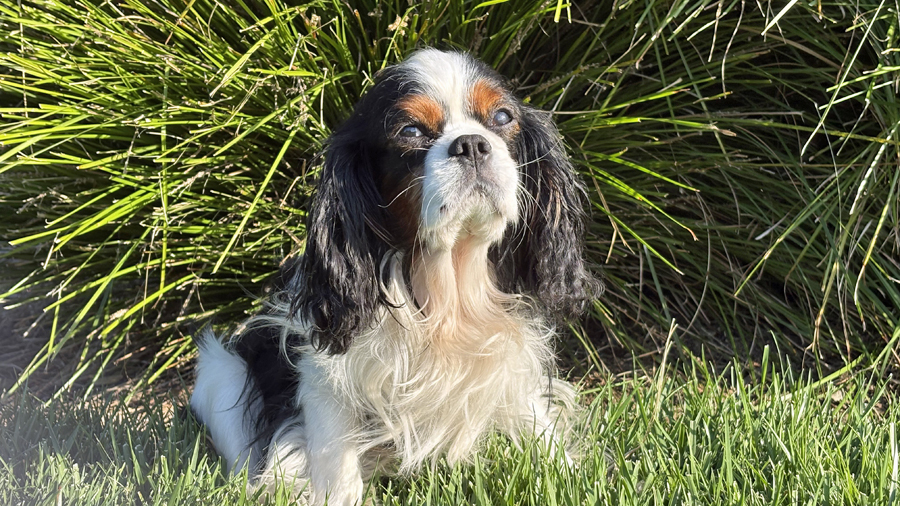 Reggie in Walnut Creek, CA