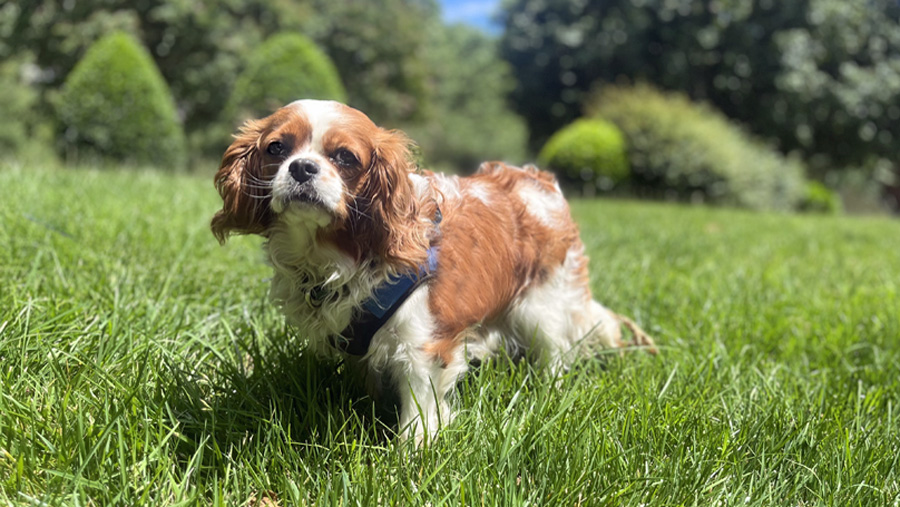 Twila in Henrico, VA