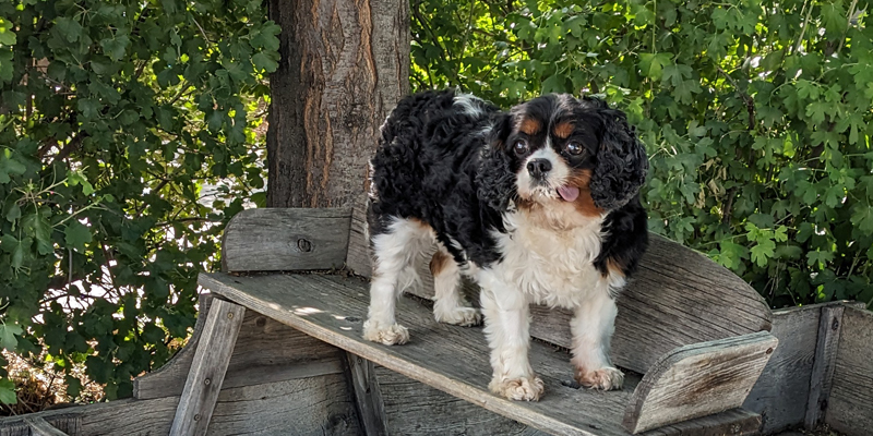 Gemma in Fort Collins, CO