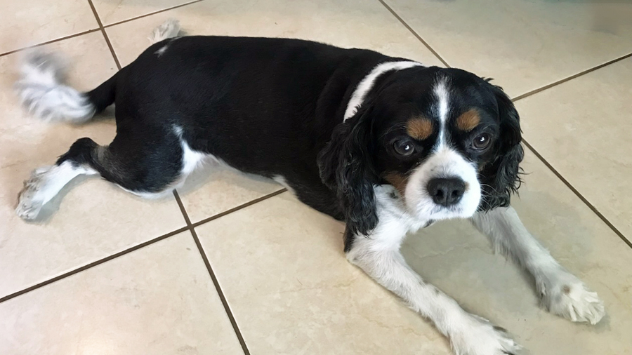 Indiana Bones in Las Vegas, NV