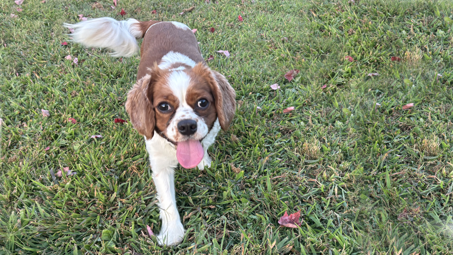 Marley in Hillsborough, NJ