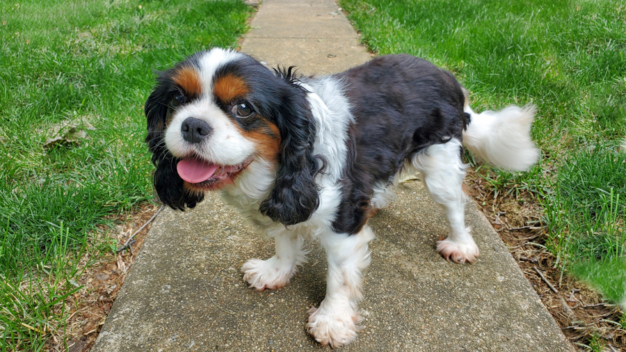 Rosie in York, PA