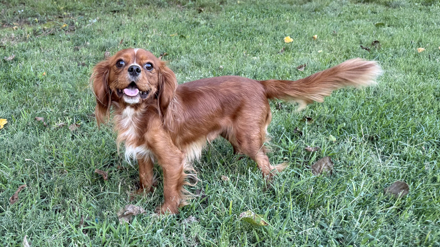 Rueben in Broken Arrow, OK