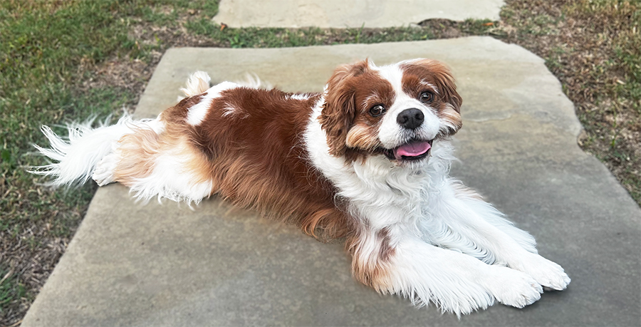 Rascal in Murphy, TX