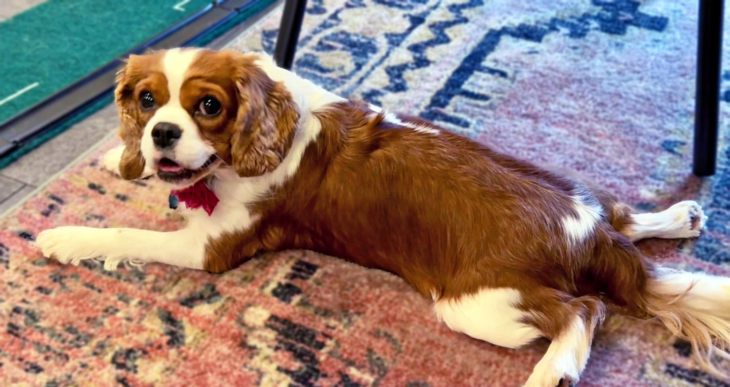 Sabrina in Republic, MO