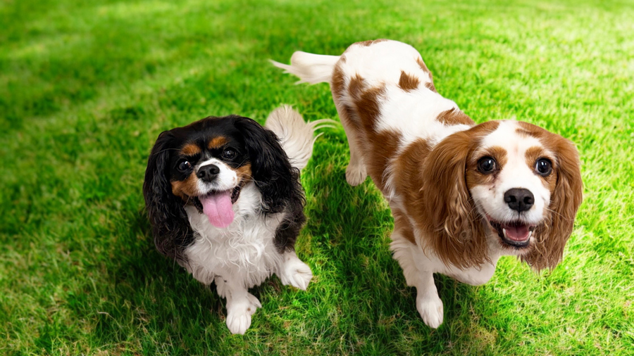 Titus and Denny in Middletown, DE