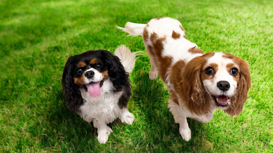 Titus and Denny in Middletown, DE