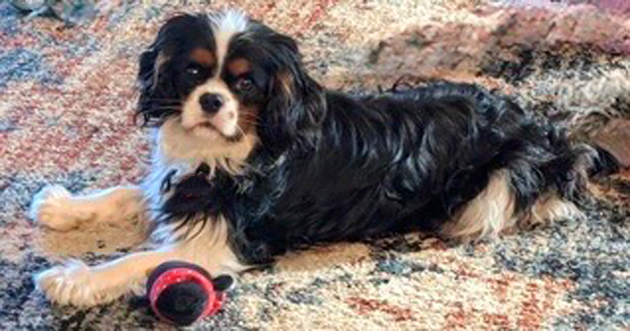 Archie in Roseville, CA