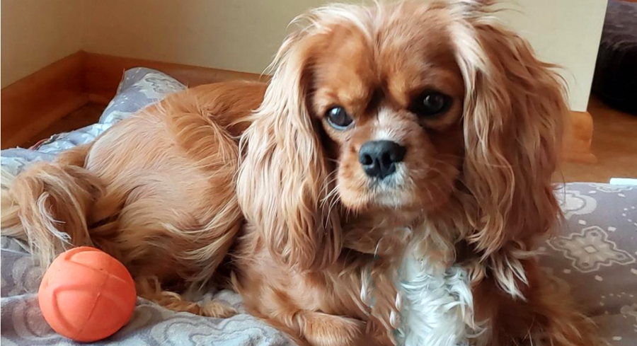 Bella in Wakeman, OH