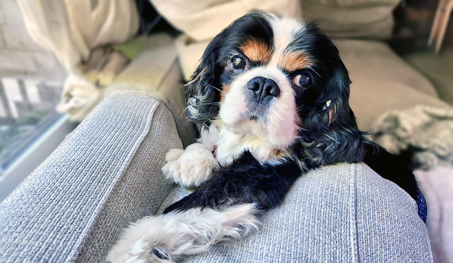 Bentley in Federal Way, WA