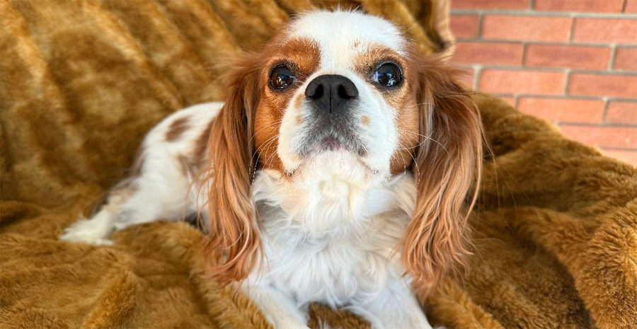 Biscuit in Plymouth, MI