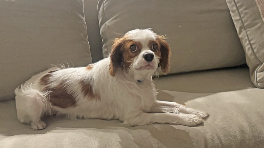 Charlie in Dallas, TX