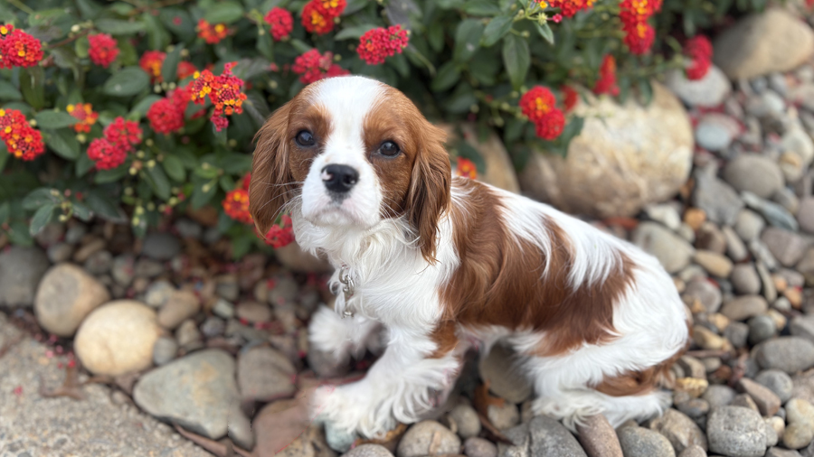 Chip in Orangevale, CA