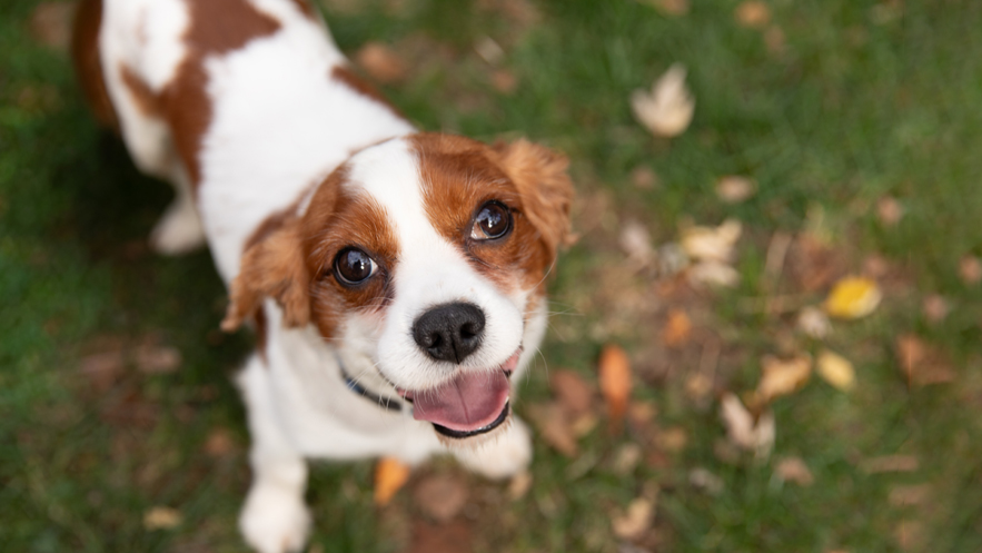 Elvis in Chesterfield, MO