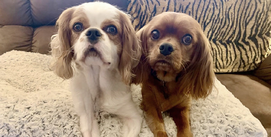 Emmett and Milo in Urbana, IL