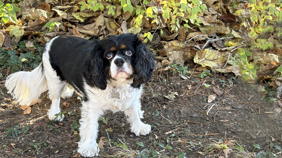 Georgie in Columbus, OH