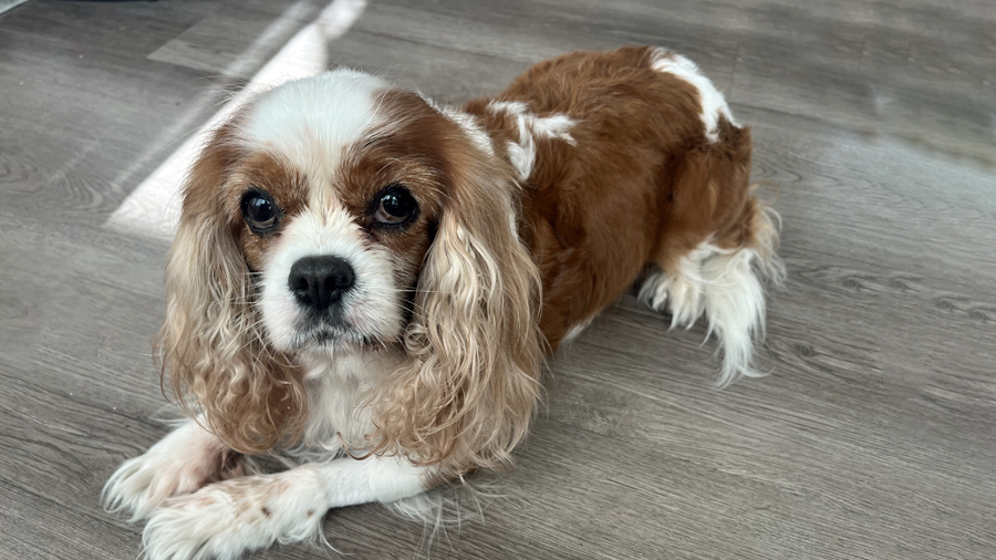 Lady in Lafayette, CA