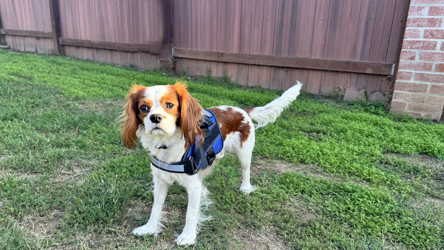 Levi in Whittier, CA