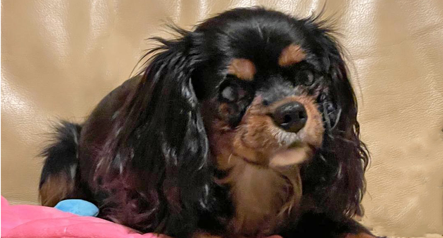 Maisie in Cherry Hill, NJ