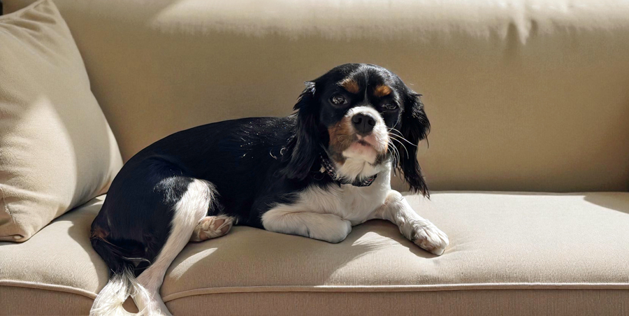 Molly in Broken Arrow, OK