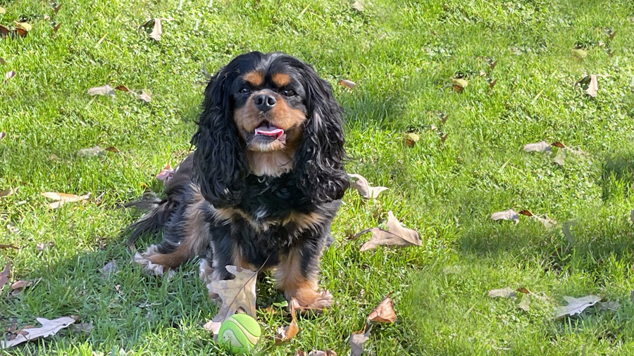 Norman in Climax, NC